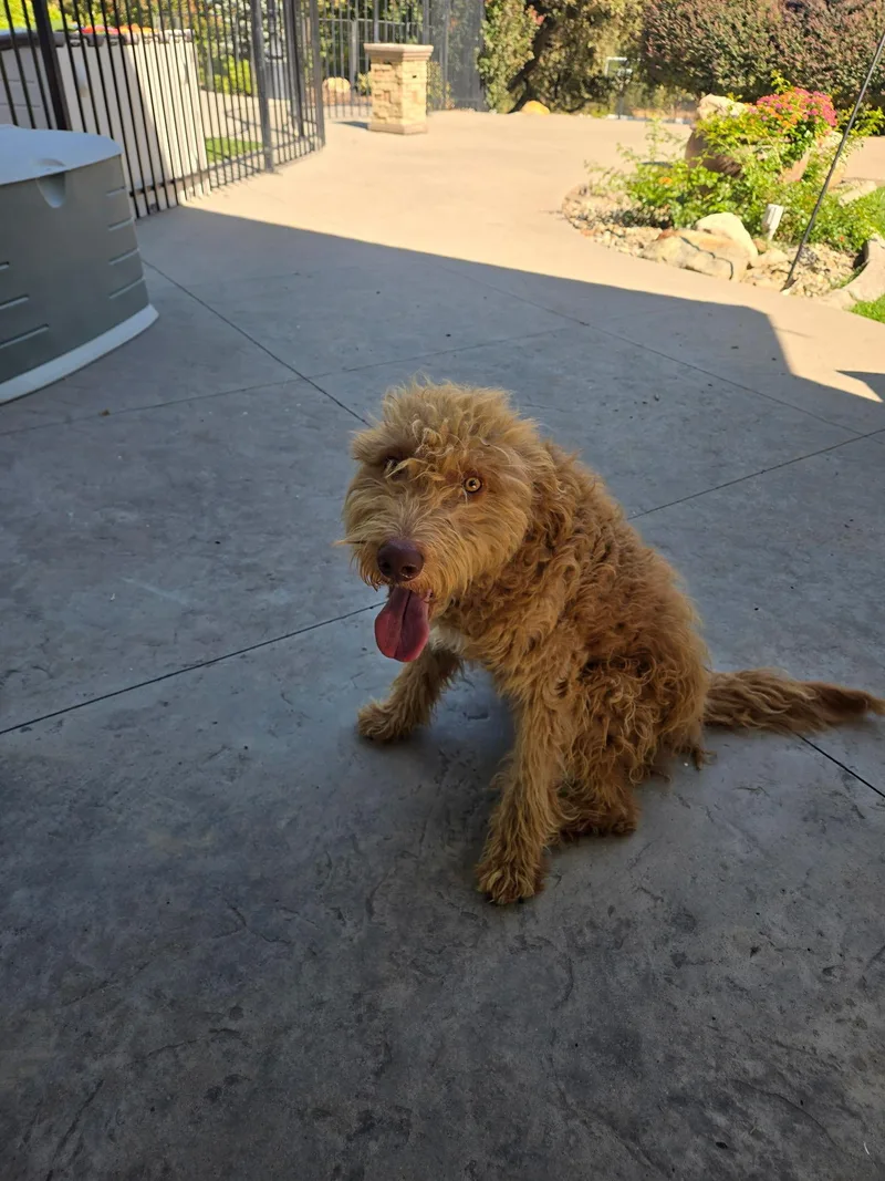 An adult medium-sized male Goldendoodle dog named Rex for adoption in Penryn, CA