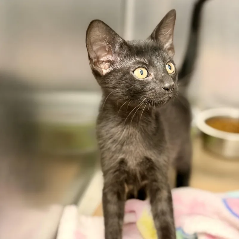 A baby medium-sized male Black Domestic Short Hair cat named Oogie Boogie for adoption in Jackson, NJ