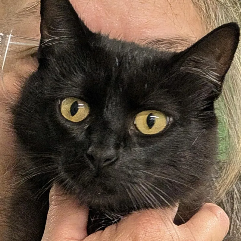 An adult medium-sized female Black Domestic Short Hair cat named Kiowa for adoption in Colorado Springs, CO