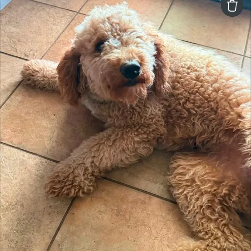 An adult medium-sized female Yellow / Tan / Blond / Fawn Miniature Poodle dog named Coco Chanel for adoption in New Orleans, LA