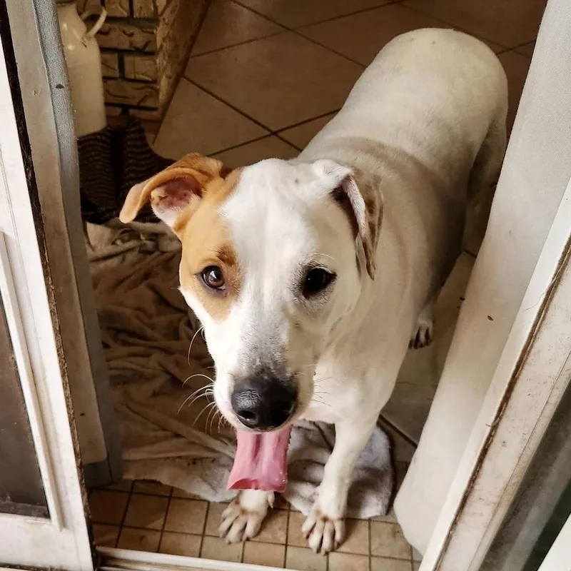 Simon Sez thumbnail 2