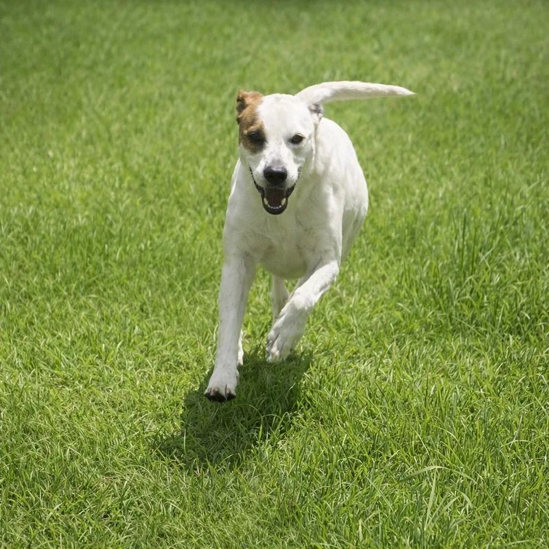 Simon Sez thumbnail 3