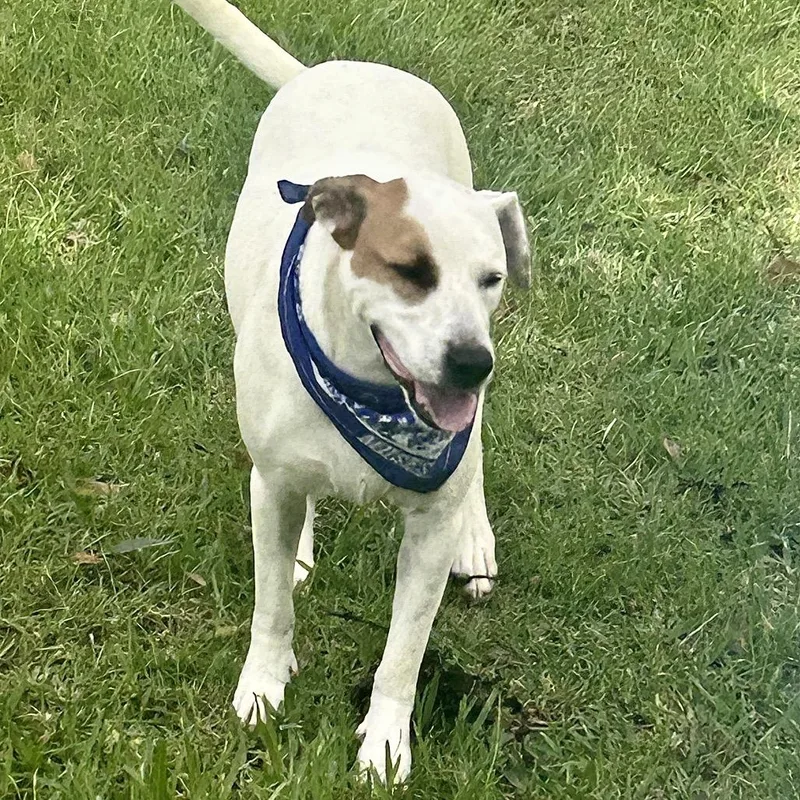 Simon Sez thumbnail 4