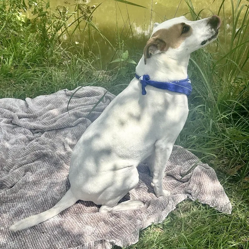 Simon Sez thumbnail 5