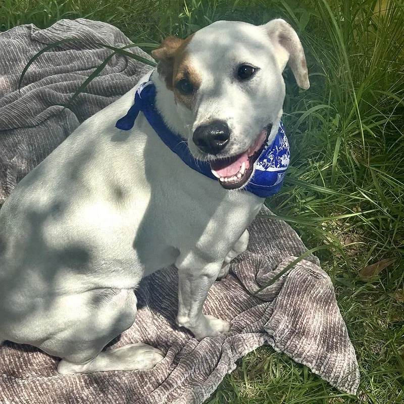 Simon Sez thumbnail 6