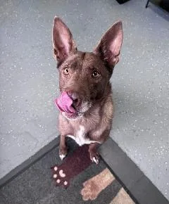 Valentino thumbnail 2