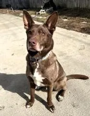 Valentino thumbnail 4