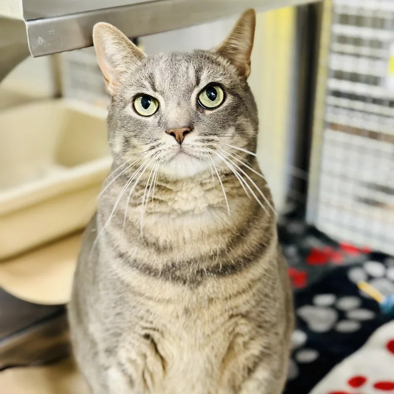 An adult large-sized male Tabby (Gray / Blue / Silver) Domestic Short Hair cat named Jj for adoption in Jackson, NJ