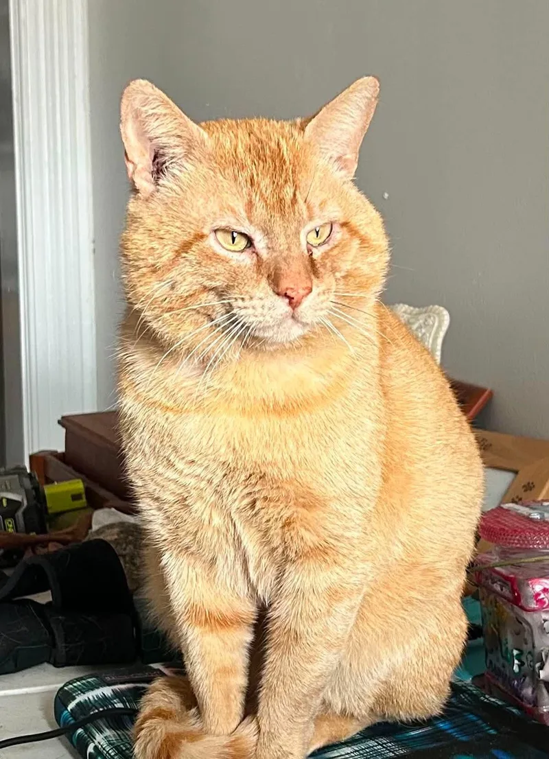 Morris