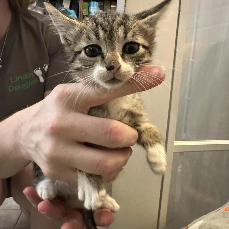 A baby small-sized female Gray / Blue / Silver Domestic Short Hair cat named Jules for adoption in Webster, TX