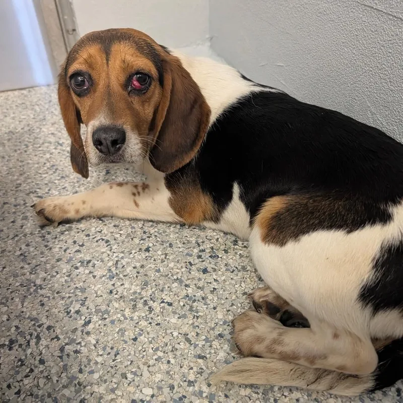 An adult small-sized male Tricolor (Brown, Black, & White) Beagle dog named Meadows for adoption in Orange, VA