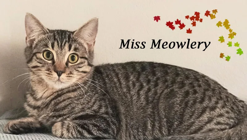Miss Meowlery thumbnail 2