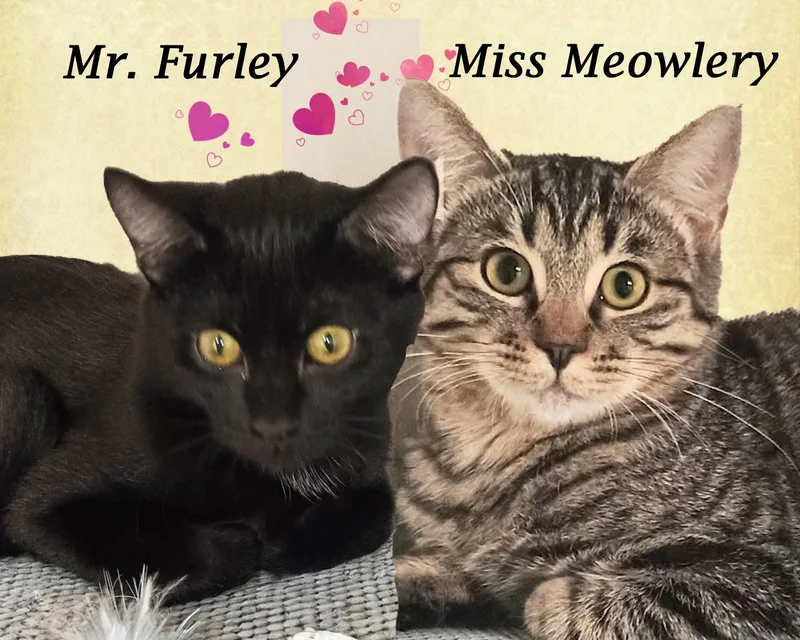 Miss Meowlery thumbnail 3