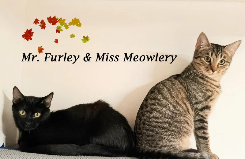Miss Meowlery thumbnail 5