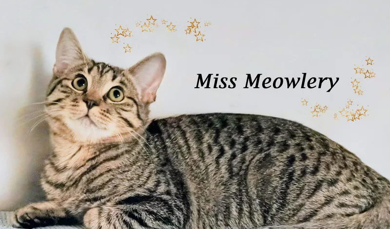 Miss Meowlery thumbnail 6