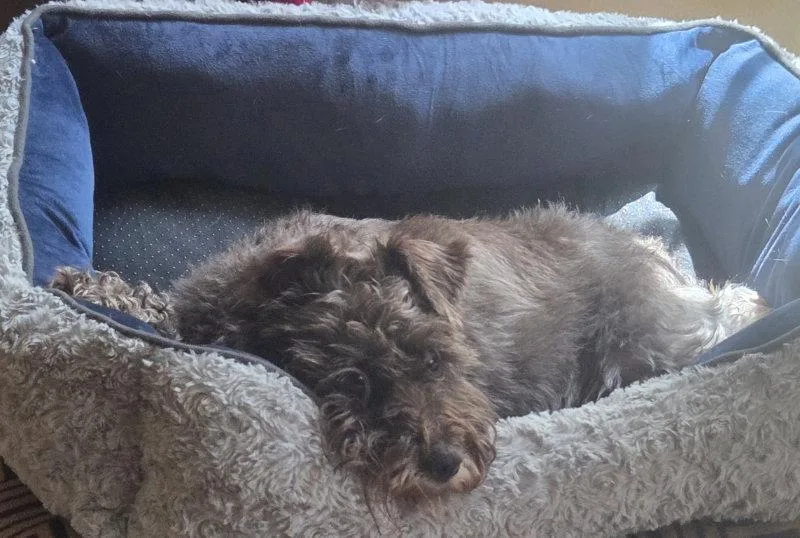 An adult medium-sized female Schnauzer dog named Shelby for adoption in Montgomery, TX