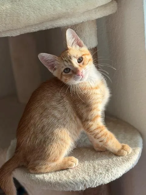 A baby medium-sized male Domestic Short Hair cat named Neo for adoption in New Braunfels, TX