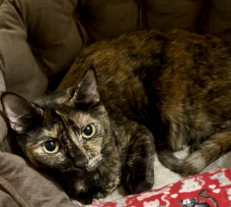 An adult medium-sized female Tortoiseshell Domestic Short Hair cat named Sorcha for adoption in Jacksonville, FL