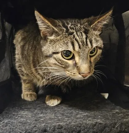 Steve Purrwin thumbnail 2