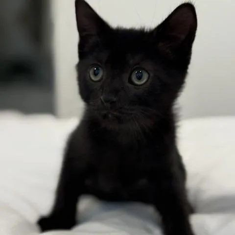 A baby small-sized male Domestic Short Hair cat named Honda Civic for adoption in Cumming, GA