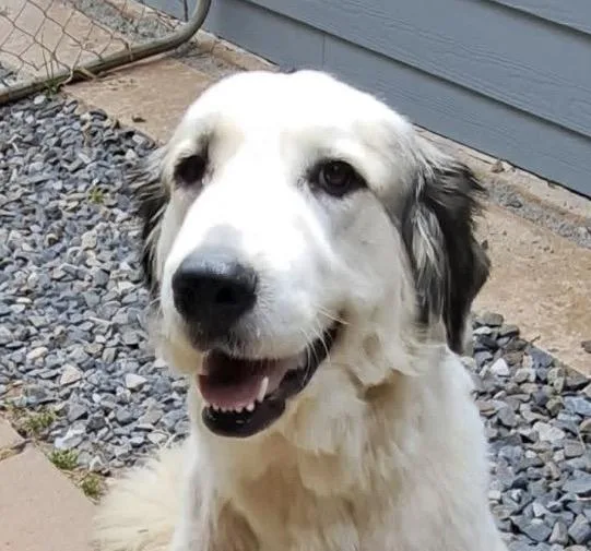 A young large-sized female Great Pyrenees dog named Dolce for adoption in Claremont, NC