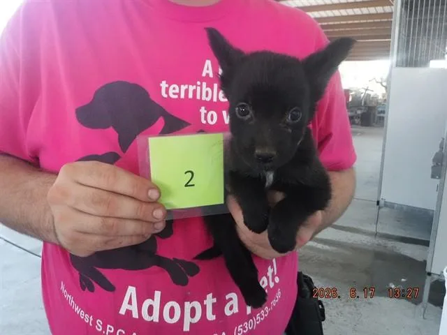 A baby small-sized female Border Collie dog named Dutton for adoption in Oroville, CA