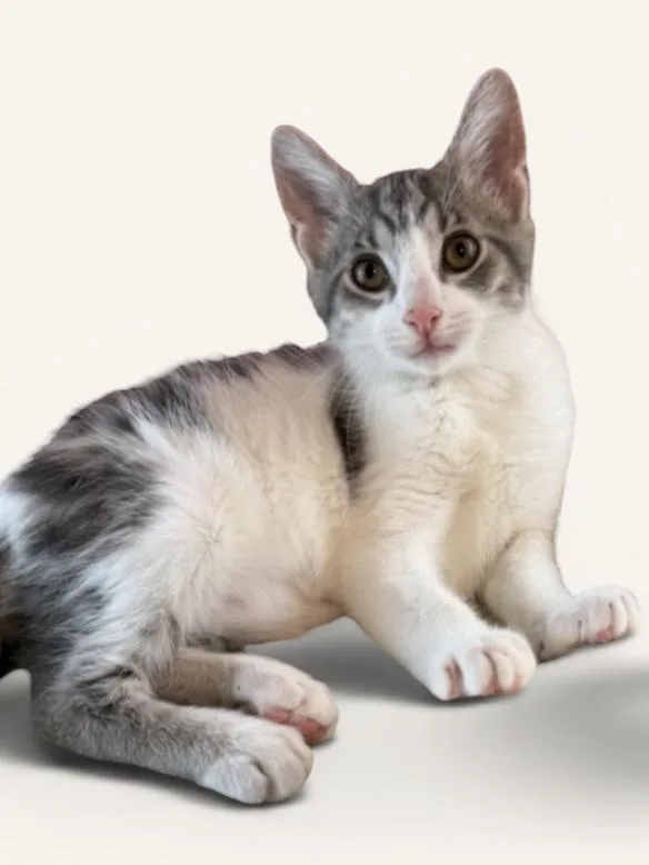 A young medium-sized male Gray & White Domestic Short Hair cat named Mambo & Calypso for adoption in Wyandotte, MI