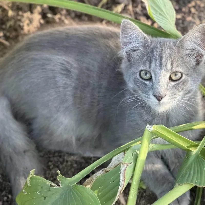 A young medium-sized male Domestic Long Hair cat named Precious for adoption in Findlay, OH