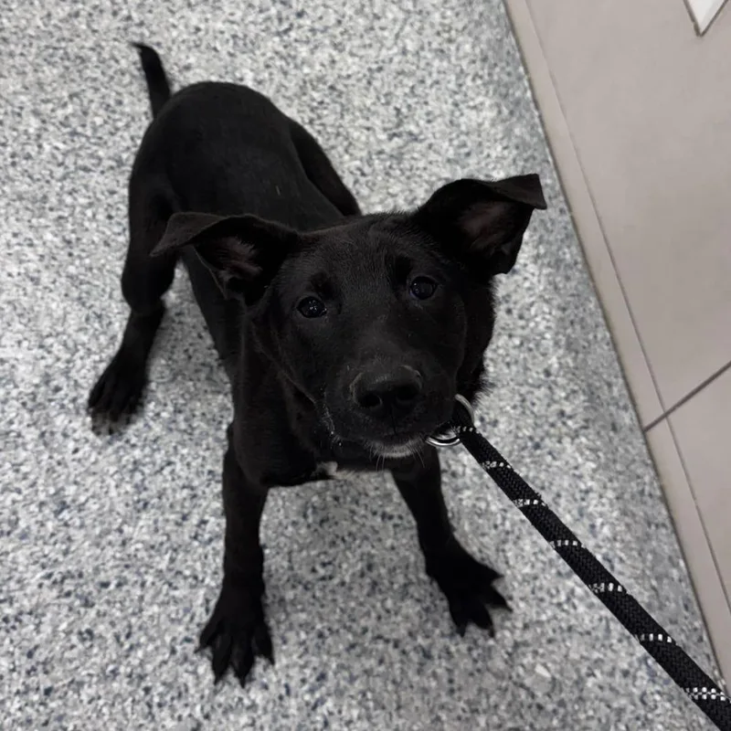 A baby medium-sized female Tricolor (Brown, Black, & White) German Shepherd Dog named Selene LEMONT HOARDING HOUSE for adoption in Palatine, IL
