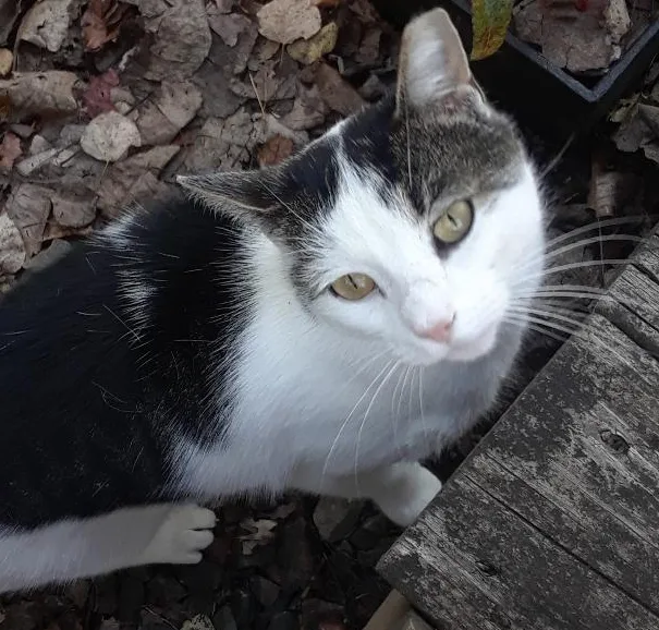 Ramblin' Man thumbnail 2