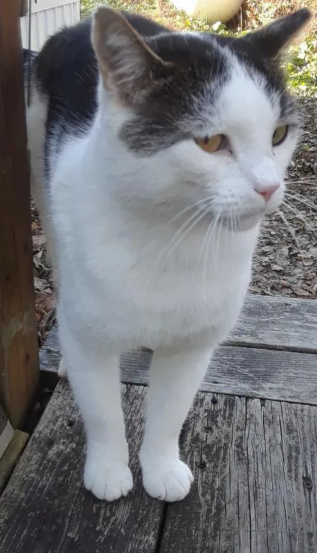 Ramblin' Man thumbnail 3