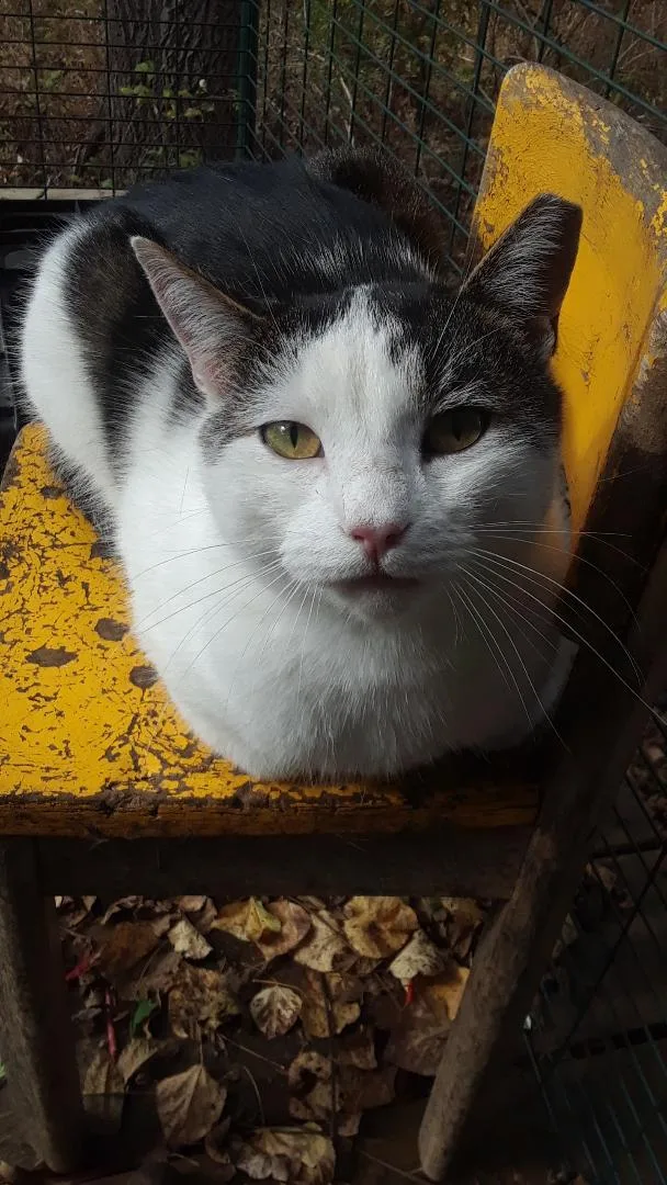 Ramblin' Man thumbnail 4