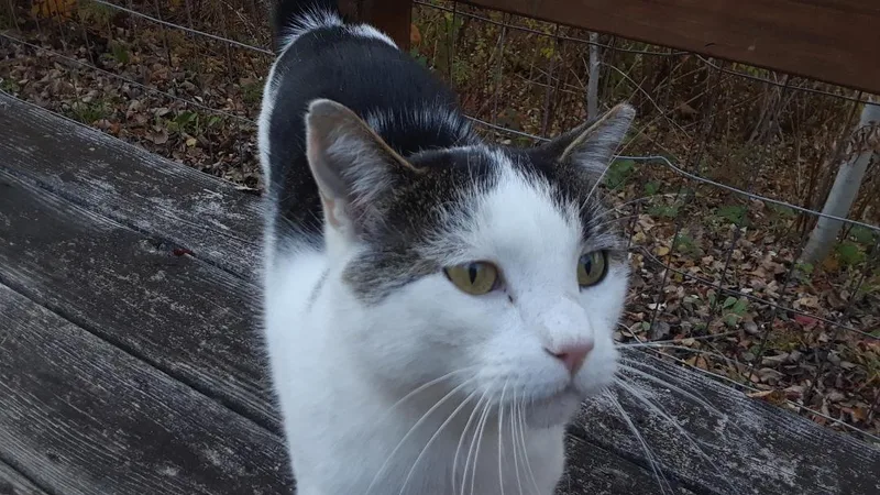 Ramblin' Man thumbnail 5