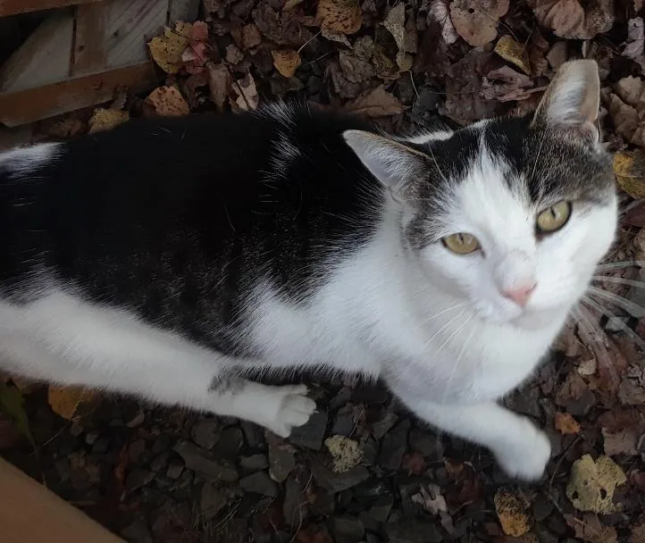 Ramblin' Man thumbnail 6