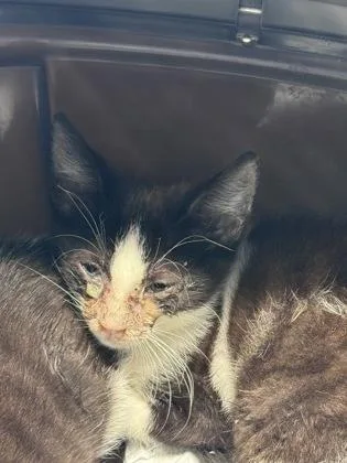 A baby small-sized male Domestic Short Hair cat named Poppy Flower for adoption in West Chester, PA