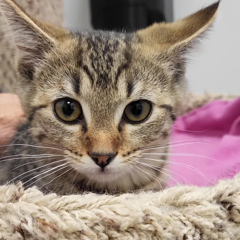 A baby medium-sized male Tabby (Brown / Chocolate) Domestic Short Hair cat named Zig Zag for adoption in Grayslake, IL