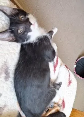 A baby medium-sized male Black & White / Tuxedo Domestic Short Hair cat named Turbo for adoption in Phoenix, AZ