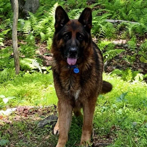 Ace
