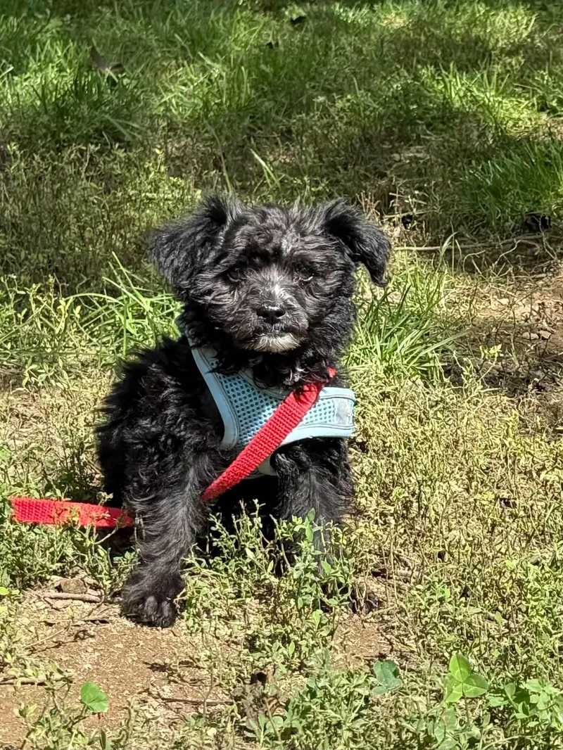 Pepper