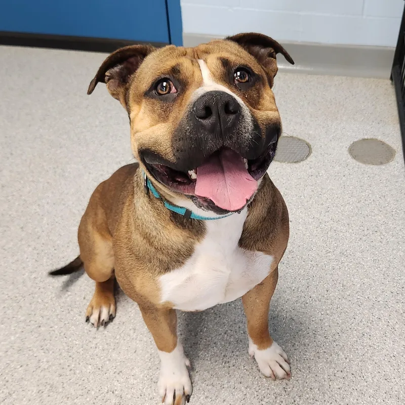 An adult large-sized male Tricolor (Brown, Black, & White) American Staffordshire Terrier dog named Potato for adoption in Marshfield, WI