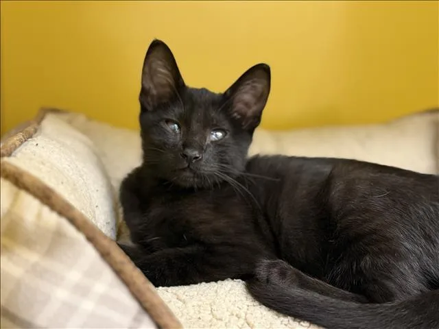 An adult small-sized male Domestic Short Hair cat named Baby for adoption in Los Angeles, CA