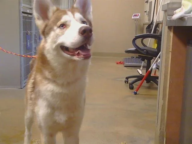 A young large-sized male Siberian Husky dog named Thor for adoption in Sacramento, CA