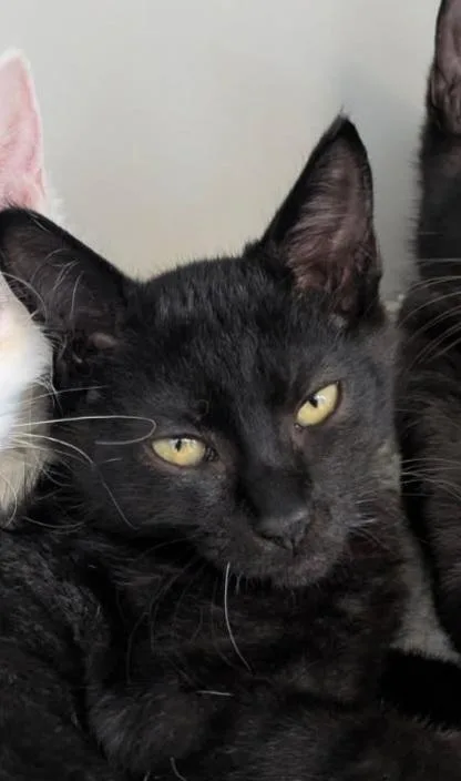 A baby medium-sized male Black Domestic Short Hair cat named Dingo for adoption in Eureka, CA