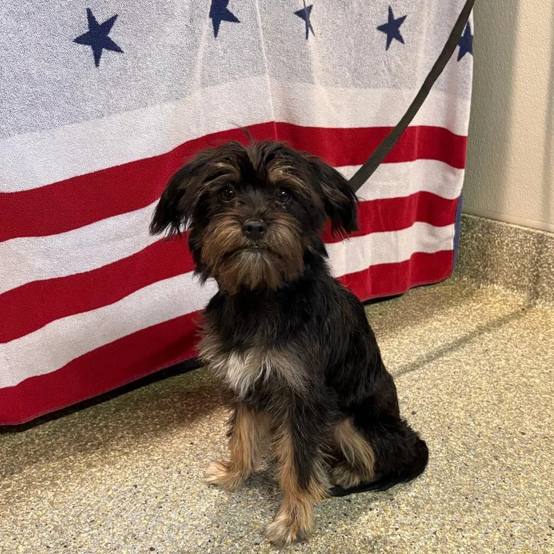 A young small-sized female Black Yorkshire Terrier dog named IVHSStray for adoption in San Gabriel, CA