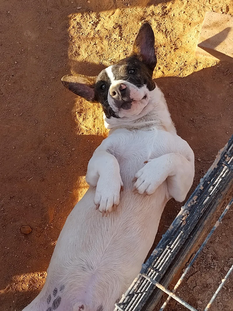 A young small-sized male Chiweenie dog named Batdog for adoption in El Paso, TX