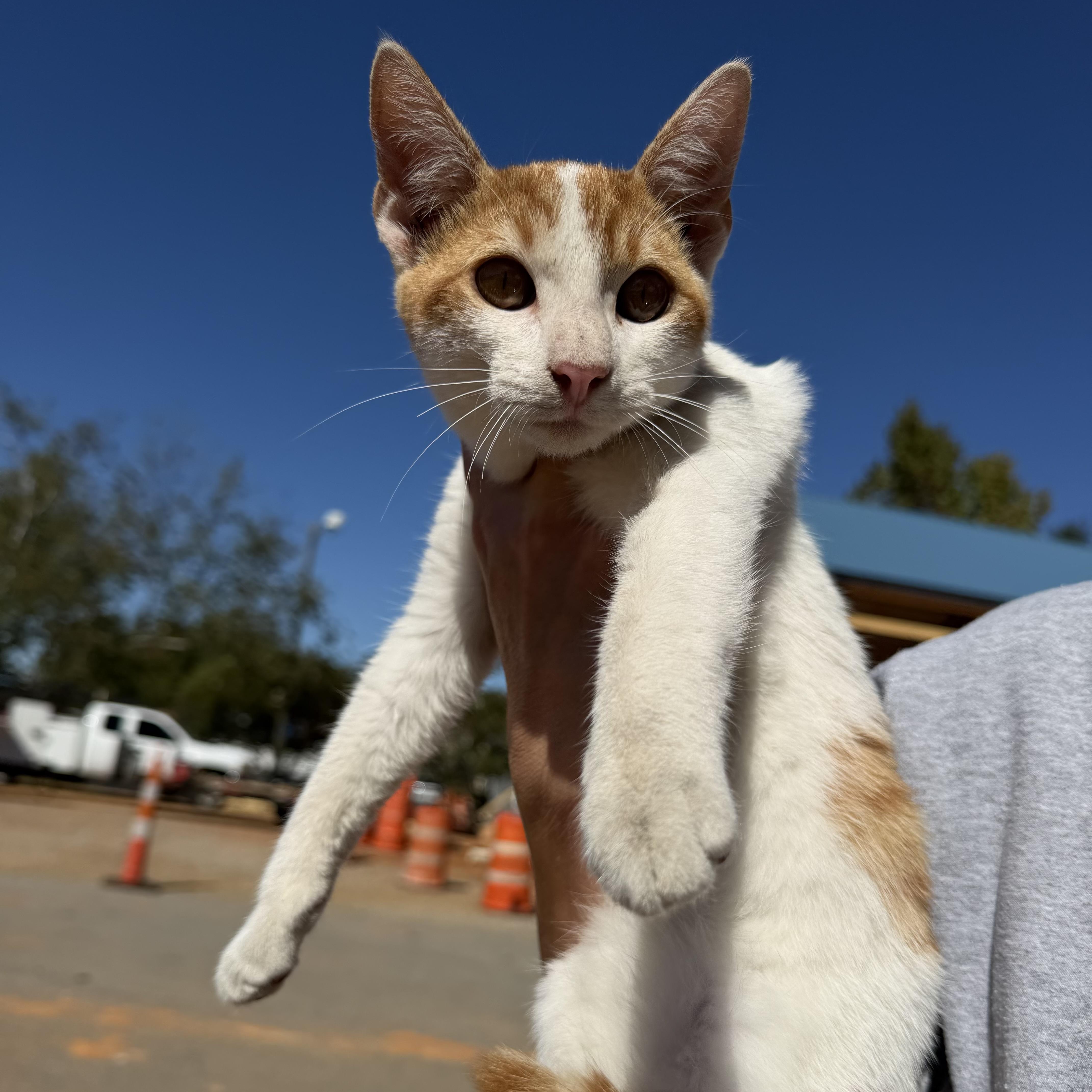 A baby medium-sized male Domestic Short Hair cat named Hashbrown for adoption in Columbia, SC