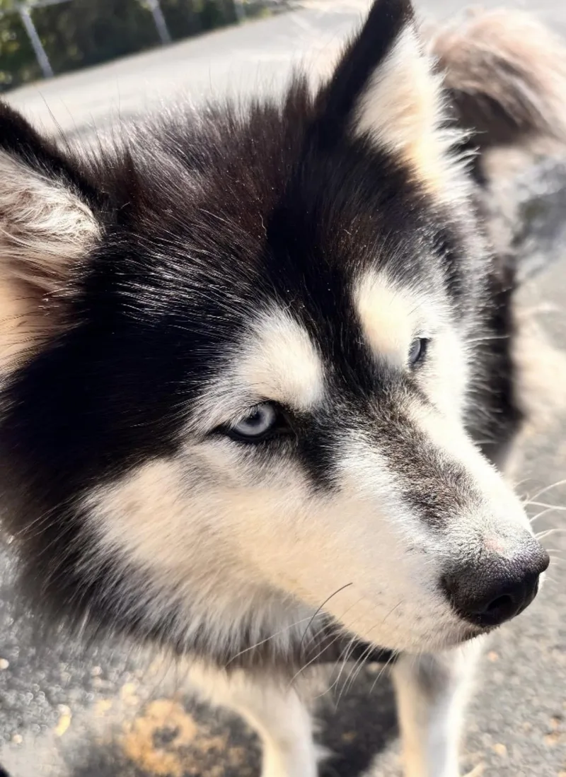 A young medium-sized female Husky dog named Sasha HOLD for adoption in Canton, OH