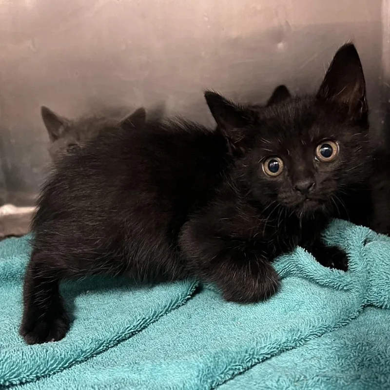 A young small-sized female Black Domestic Short Hair cat named Jinx for adoption in Amarillo, TX