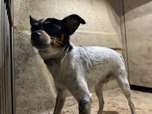 An adult small-sized male Chihuahua dog named A for adoption in Oklahoma City, OK