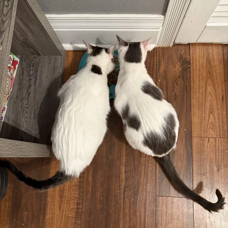 An adult small-sized female White Domestic Short Hair cat named Naomi & Ruth for adoption in Bismarck, ND